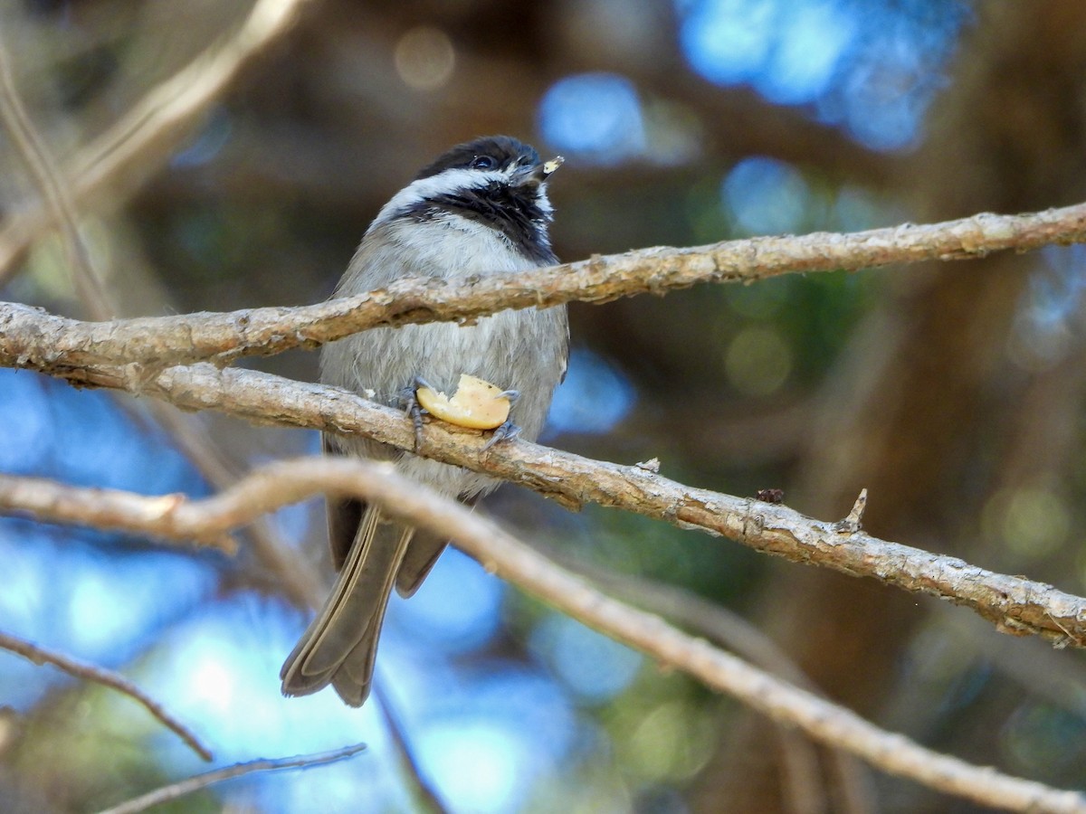 Chestnut-backed Chickadee - ML643404529