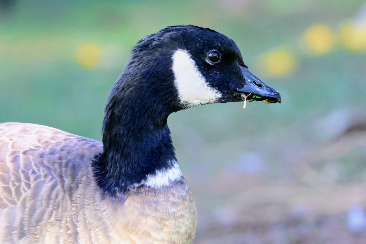 Cackling Goose - ML643404551