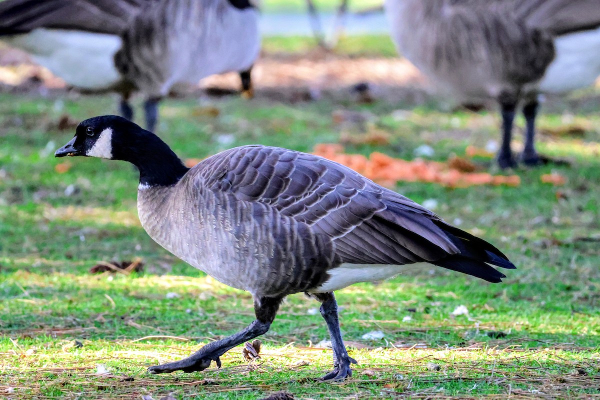 Cackling Goose - ML643404552