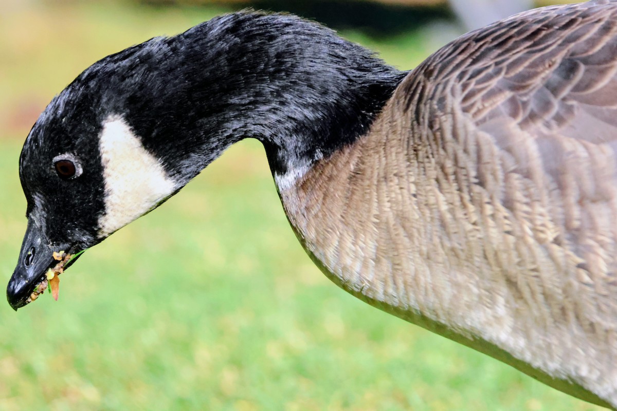 Cackling Goose - ML643404553