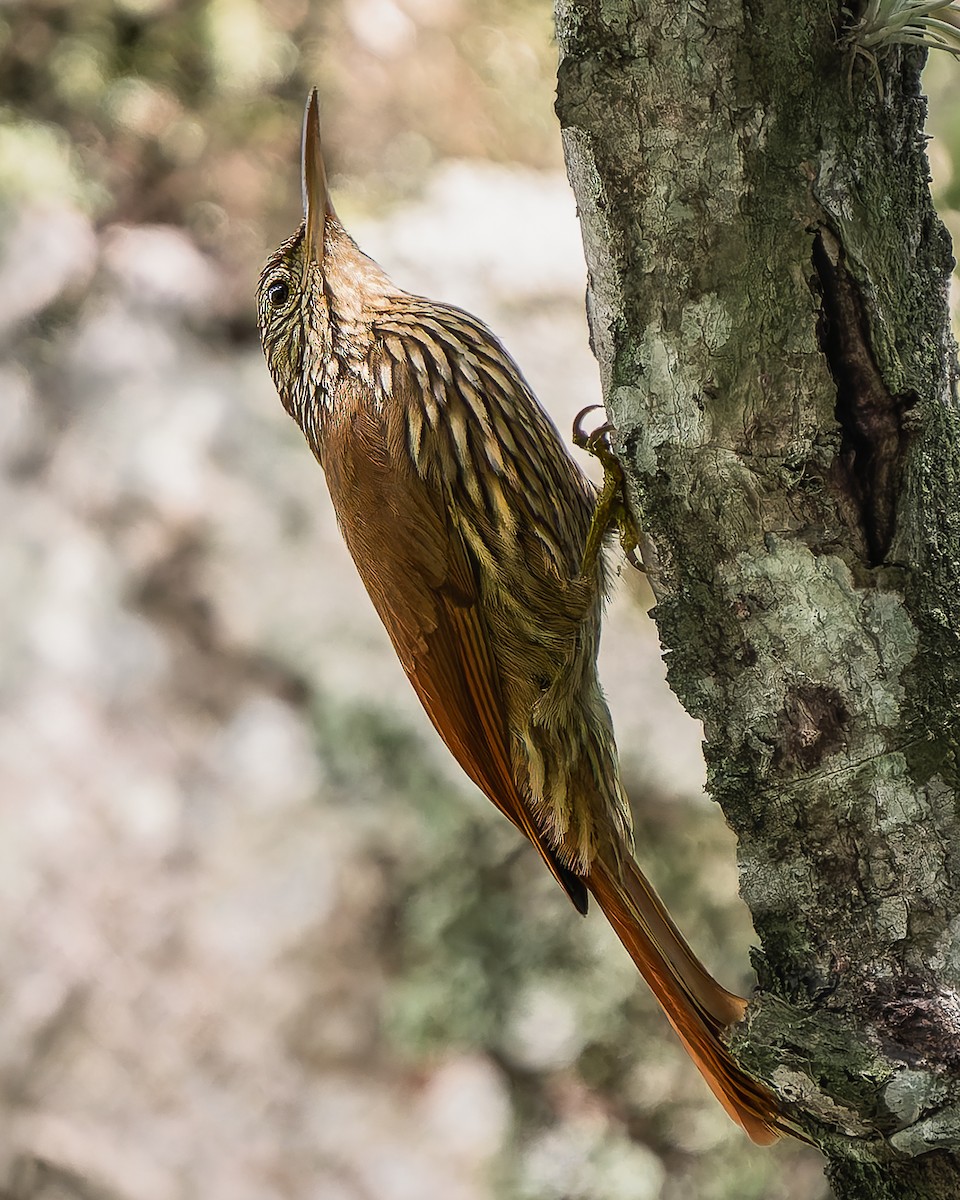 Streak-headed Woodcreeper - ML643404558