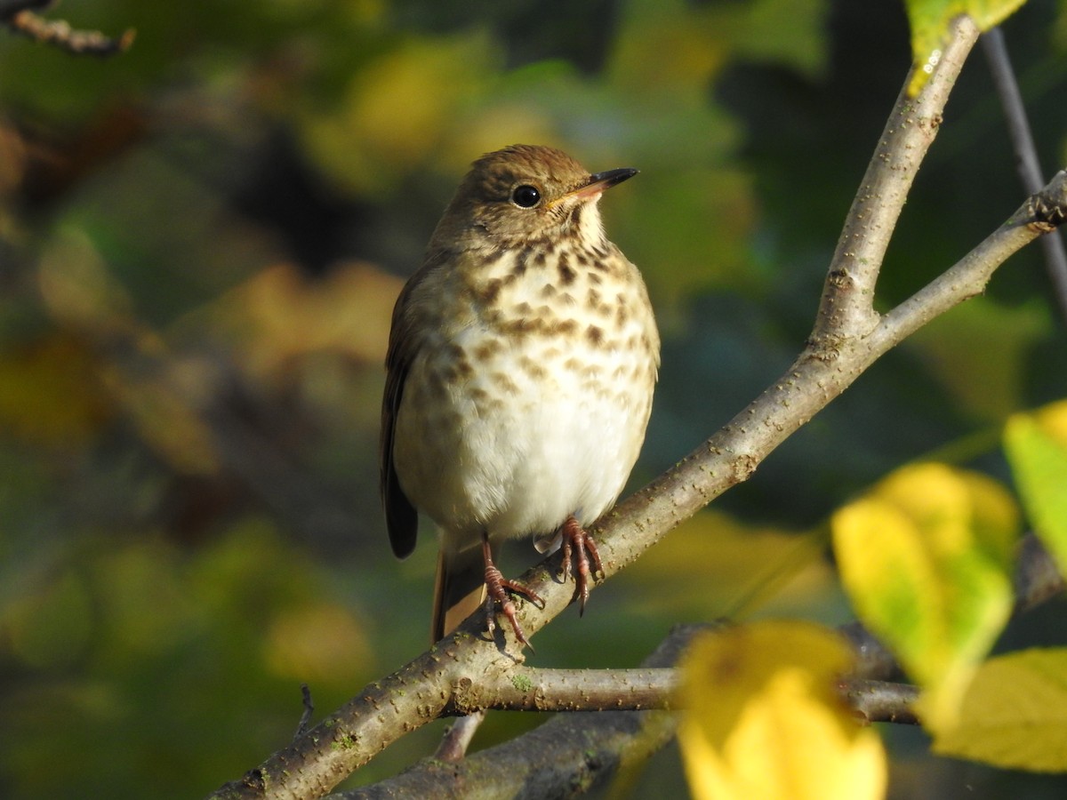 Hermit Thrush - ML643404565