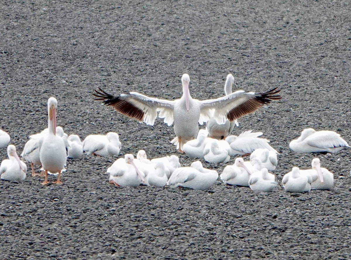 American White Pelican - ML643404577
