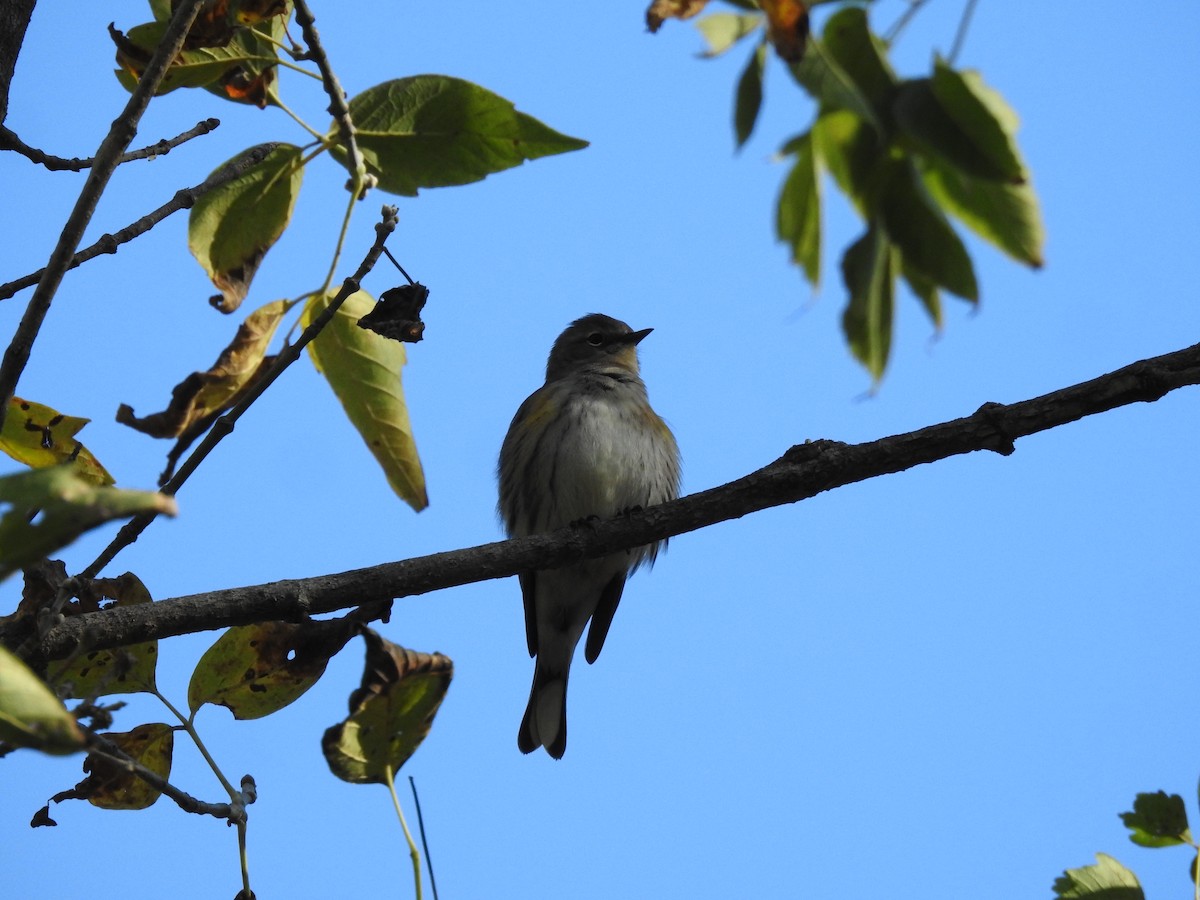 Yellow-rumped Warbler - ML643404592