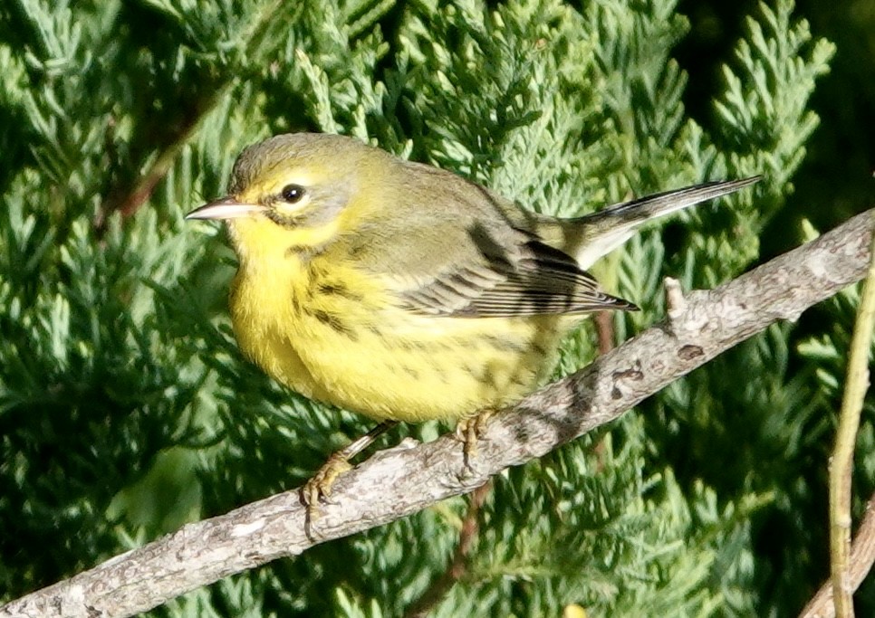 Prairie Warbler - ML643404593