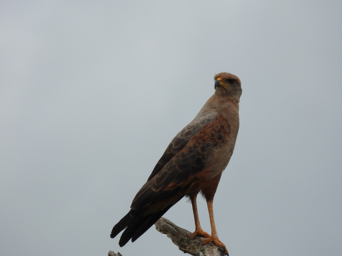 Savanna Hawk - ML643404595