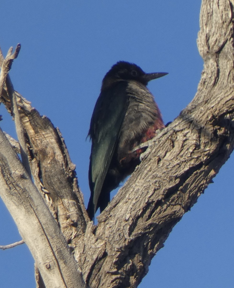 Lewis's Woodpecker - ML643404600