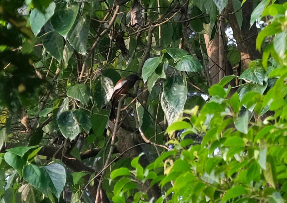 Rufous Treepie - ML643404605