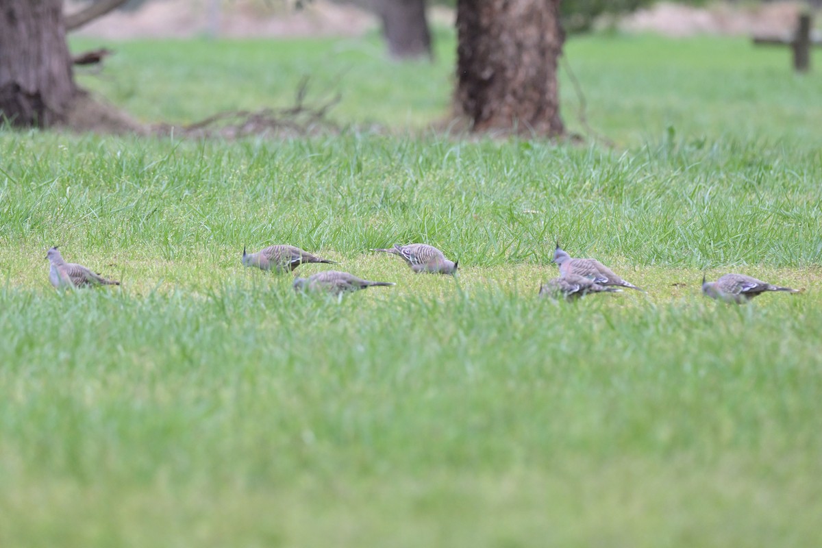 Crested Pigeon - ML643404606