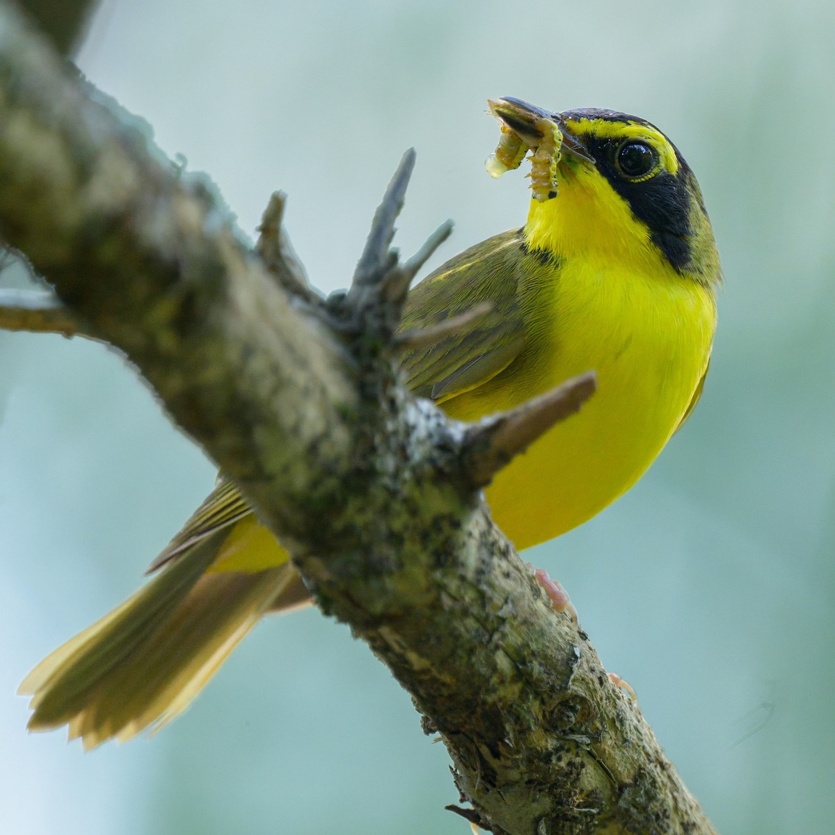 Kentucky Warbler - ML643404609
