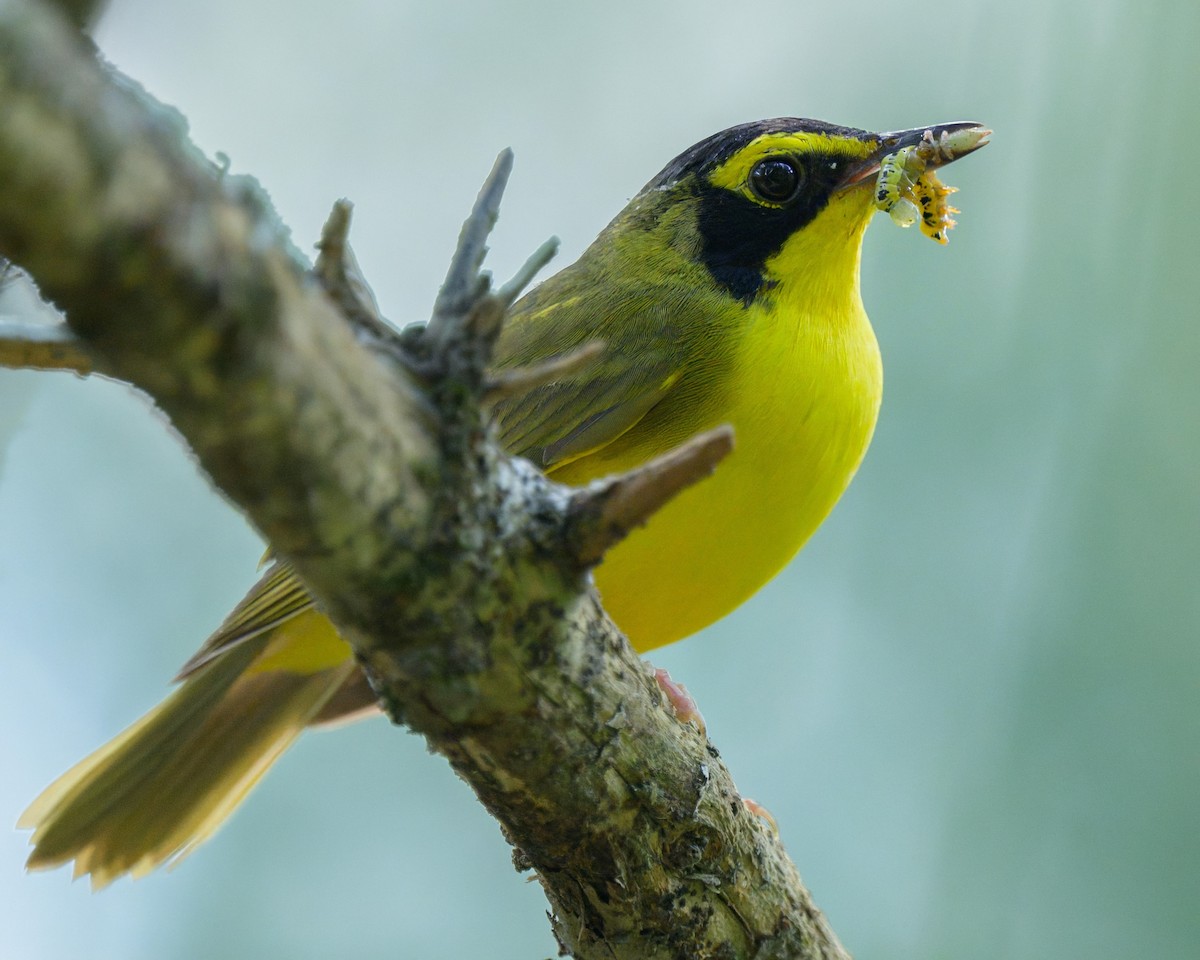 Kentucky Warbler - ML643404610