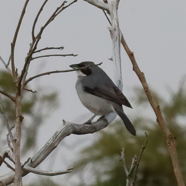Tangara Bandeada - ML643404629