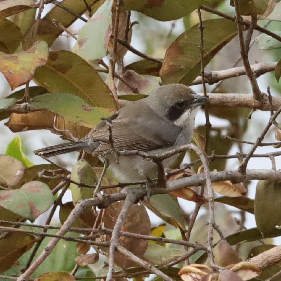 Tangara Bandeada - ML643404631
