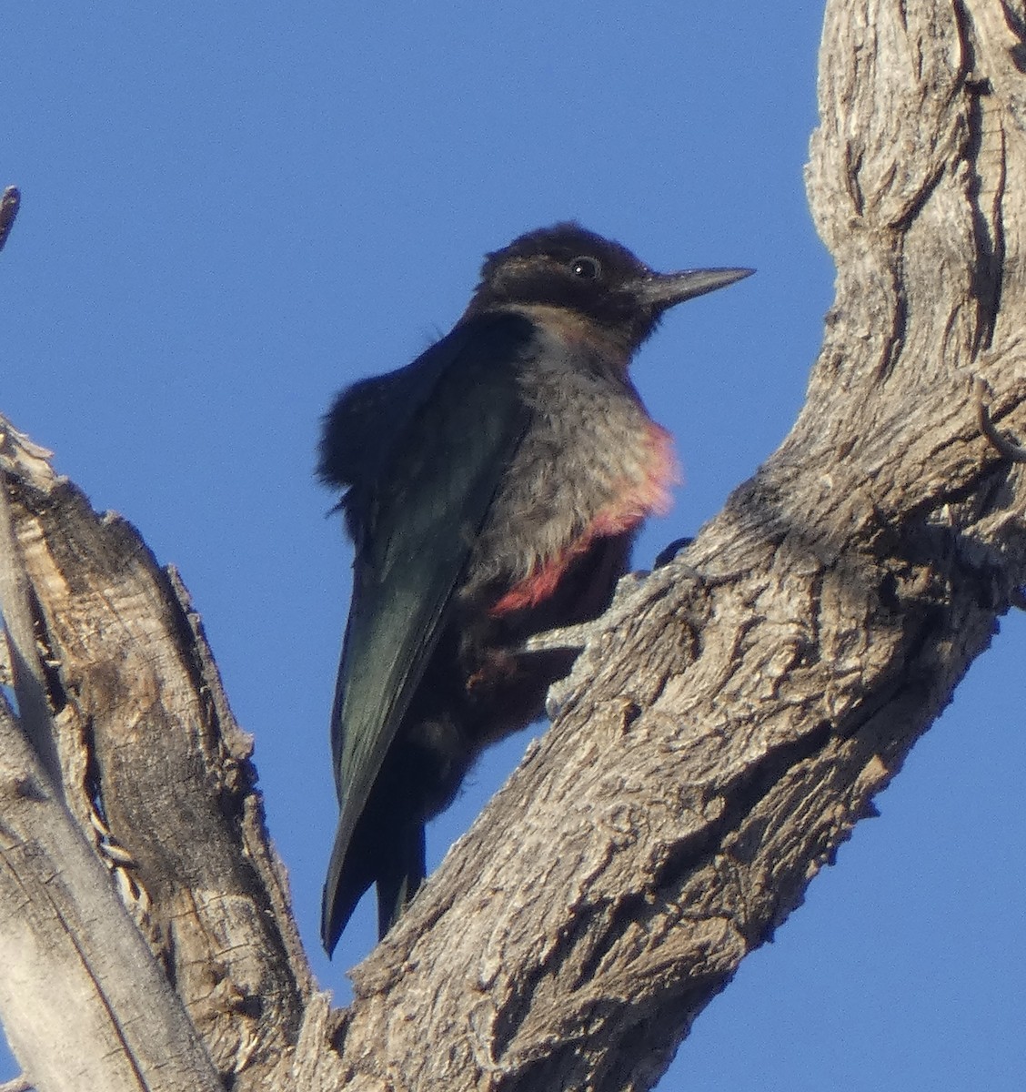 Lewis's Woodpecker - ML643404632