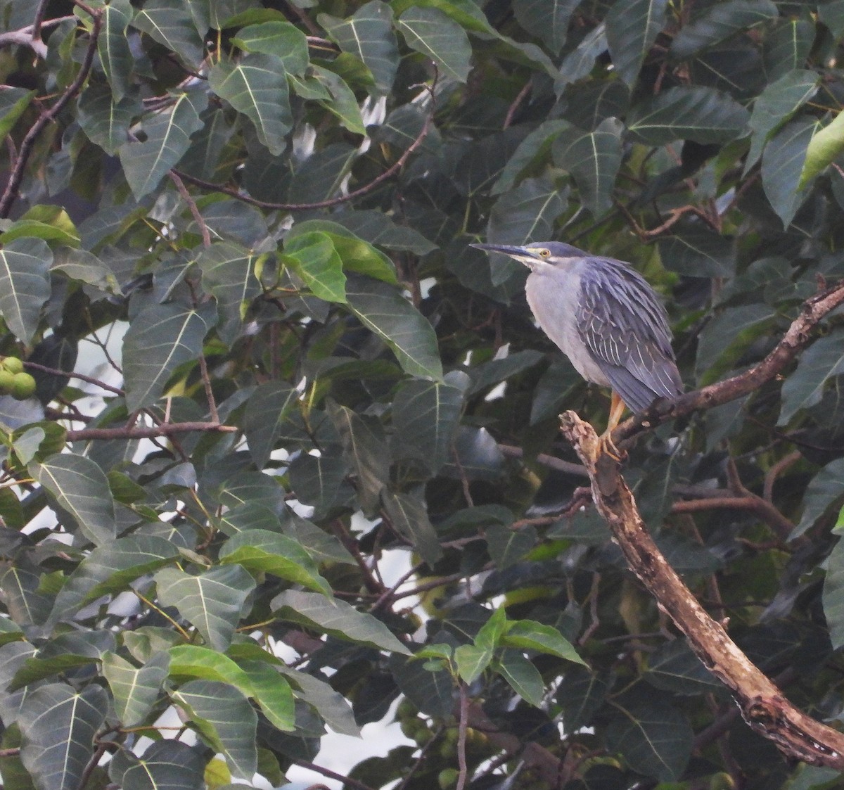 Striated Heron - ML643404641
