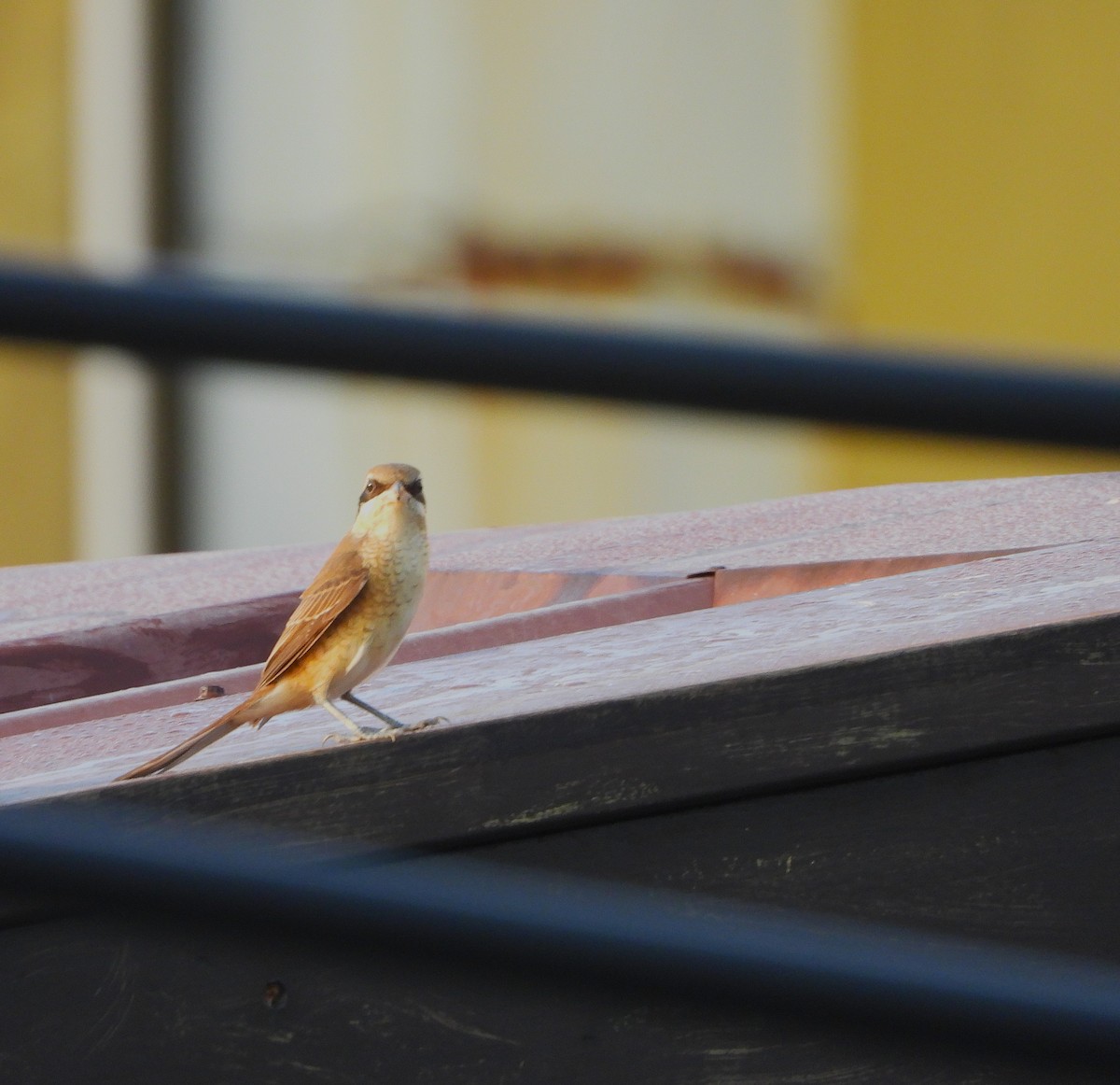 Brown Shrike - ML643404654
