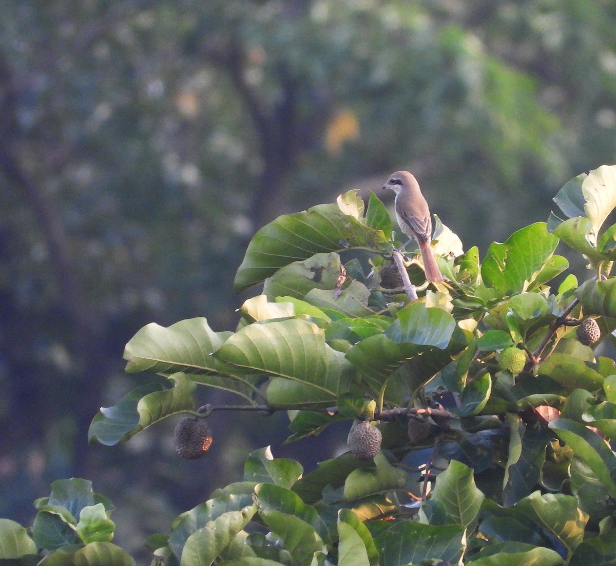Brown Shrike - ML643404655