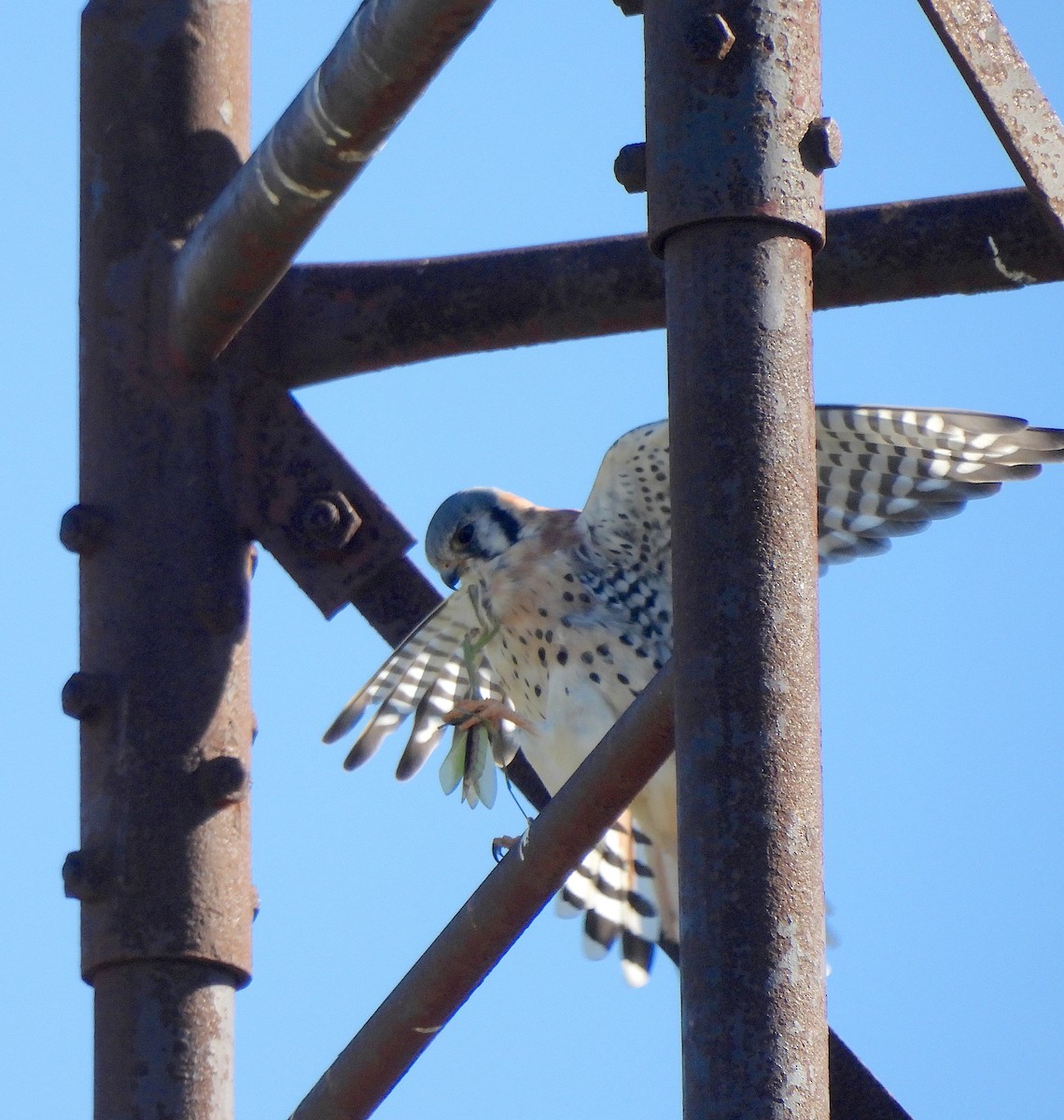 בז אמריקני - ML643404656