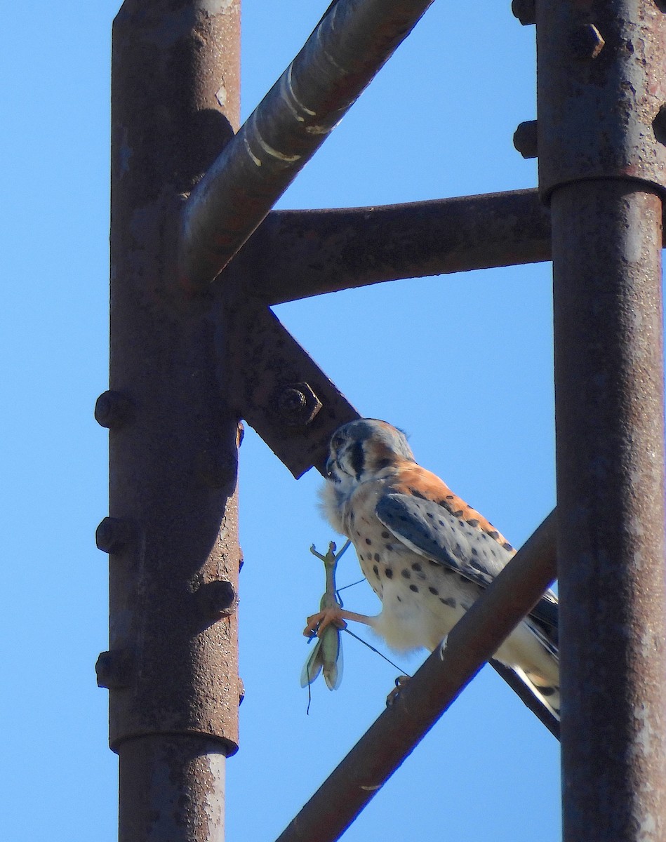 בז אמריקני - ML643404657