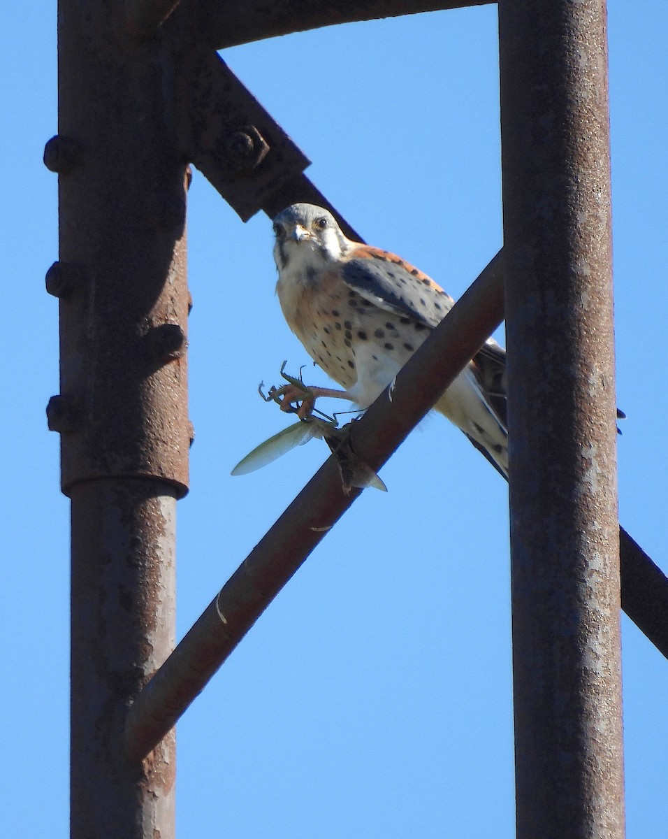 בז אמריקני - ML643404664