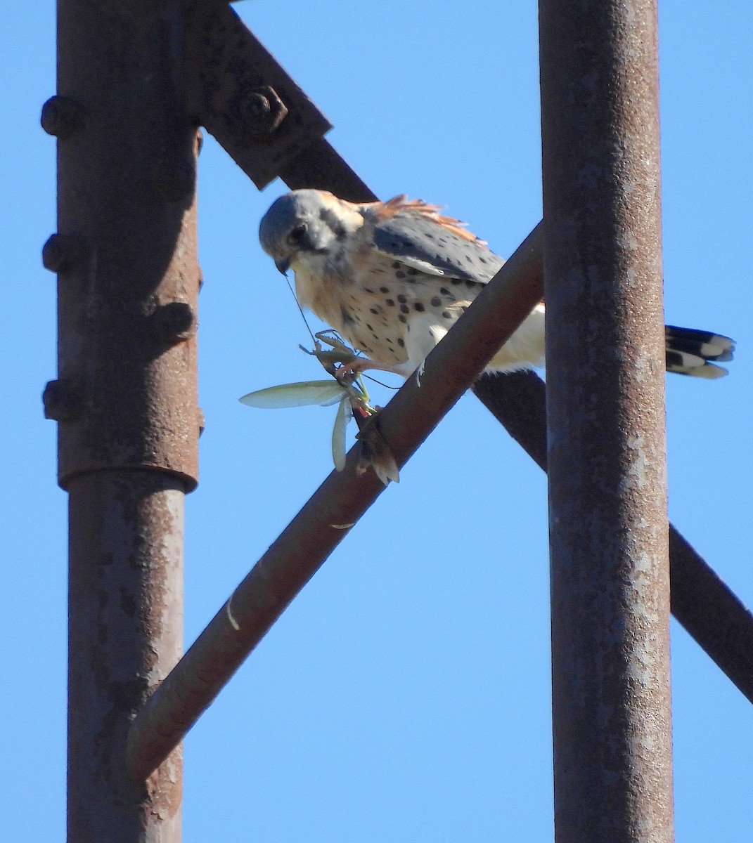 בז אמריקני - ML643404666