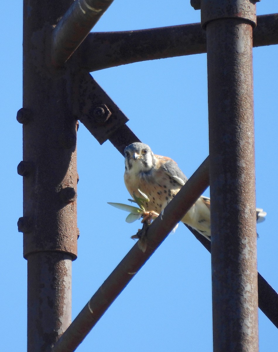 בז אמריקני - ML643404669