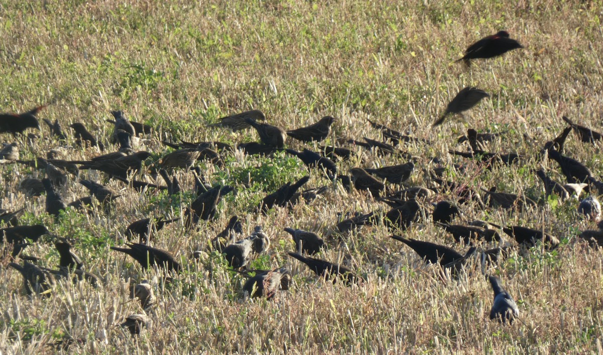 Red-winged Blackbird - ML643404684