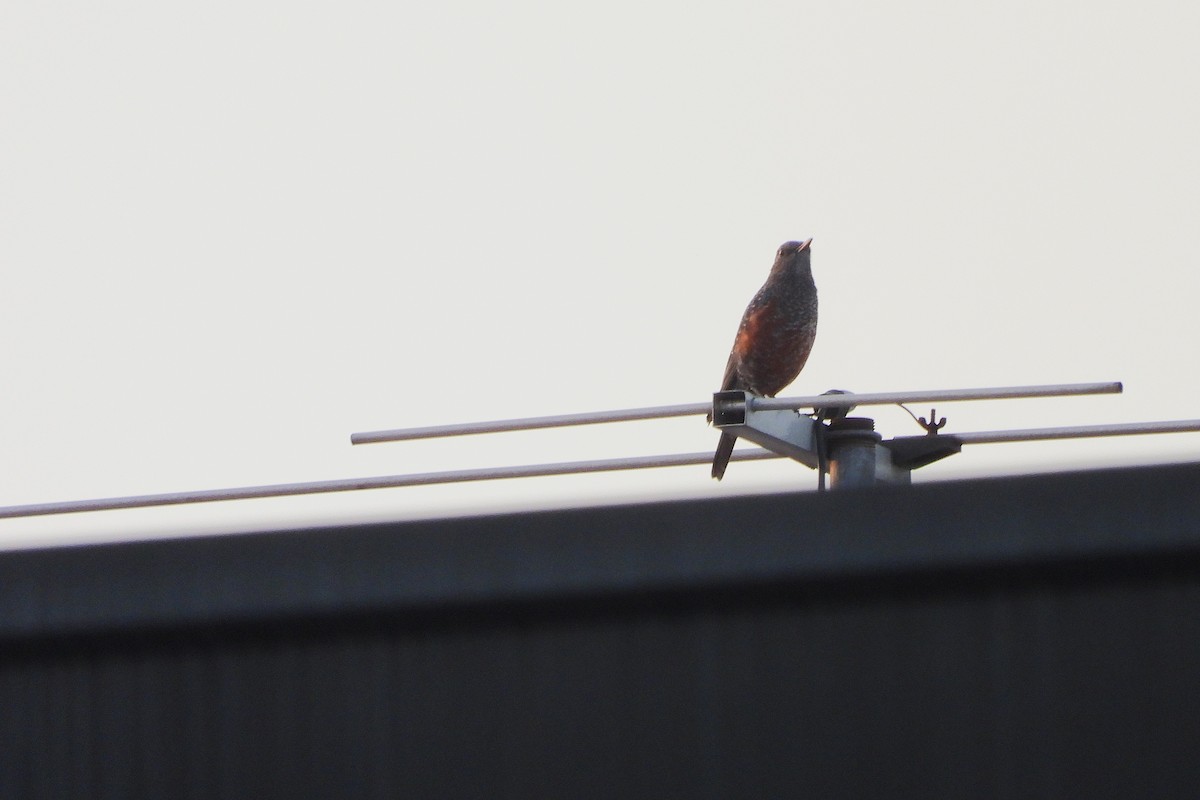 Blue Rock-Thrush - ML643404688