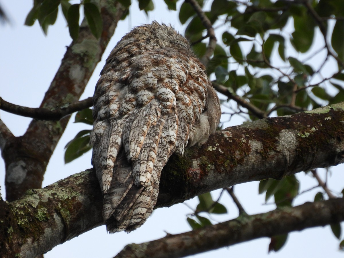 Great Potoo - ML643404693