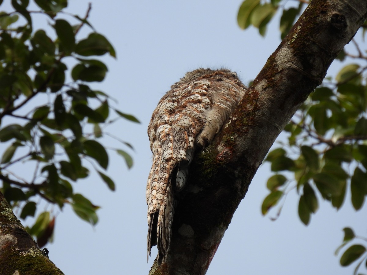 Great Potoo - ML643404694