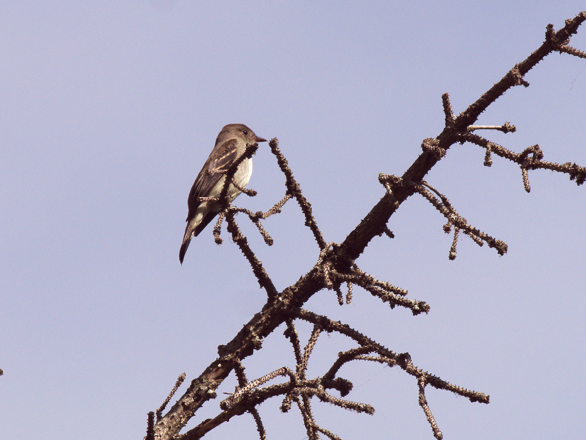Eastern Wood-Pewee - ML643404695