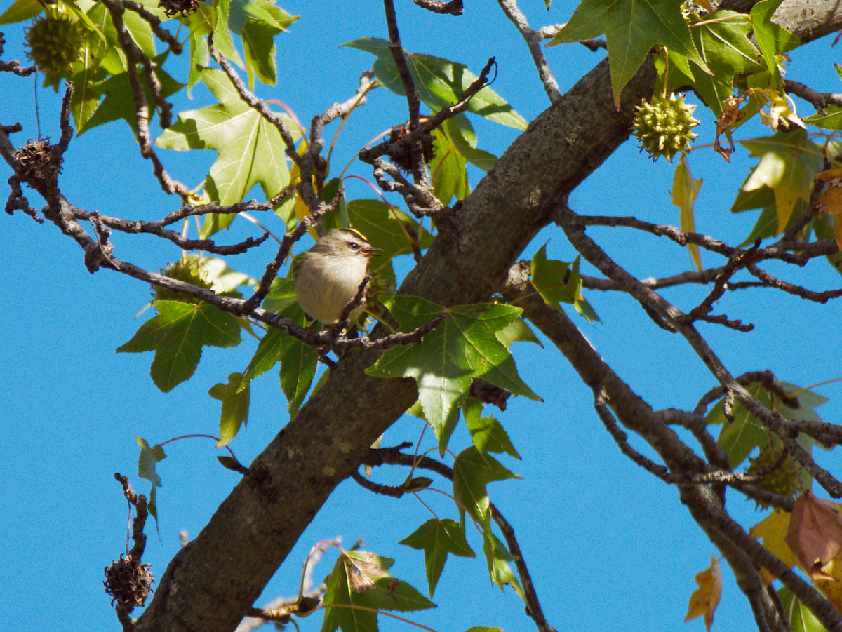 Golden-crowned Kinglet - ML643404698