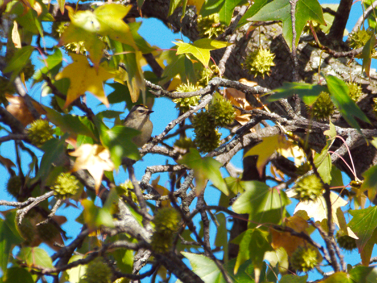 Golden-crowned Kinglet - ML643404705