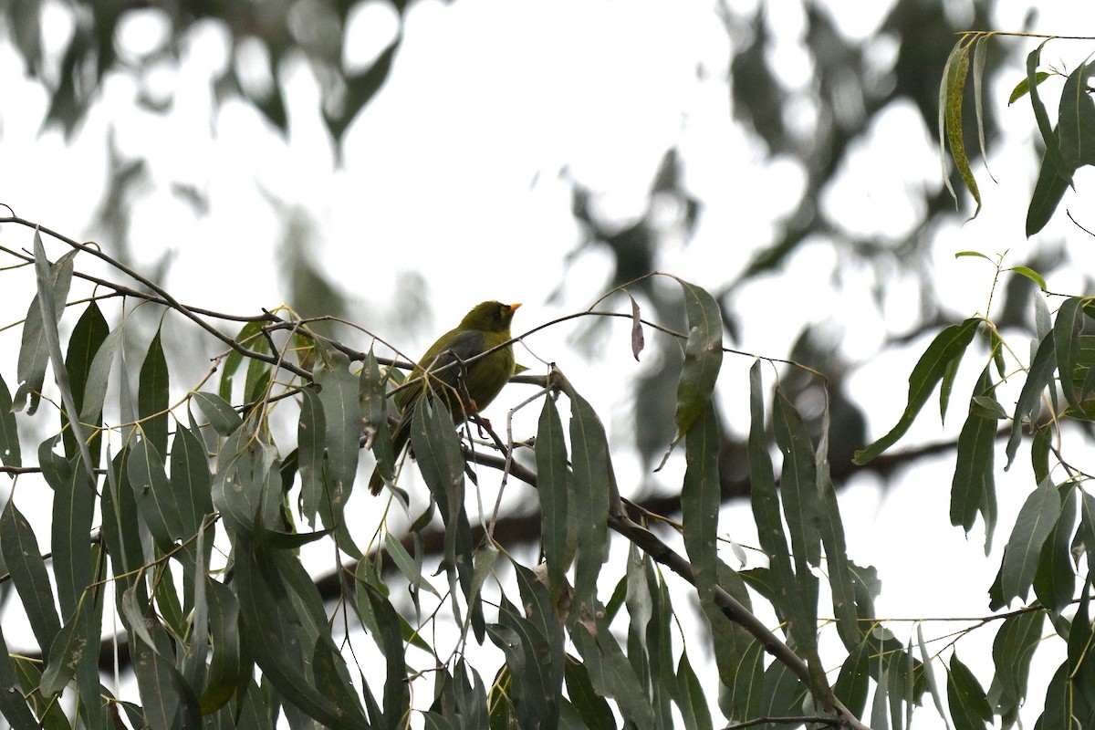 Bell Miner - ML643404707