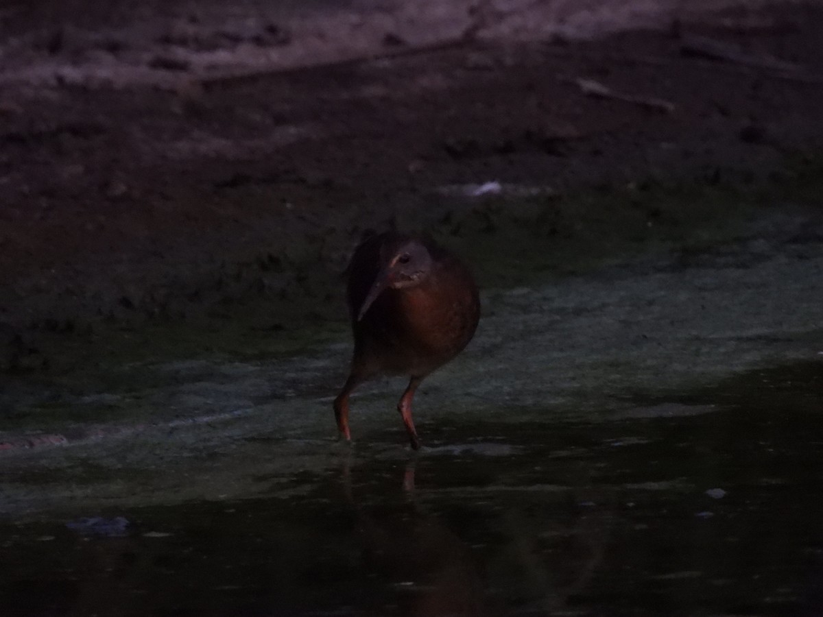 Virginia Rail - ML643404708