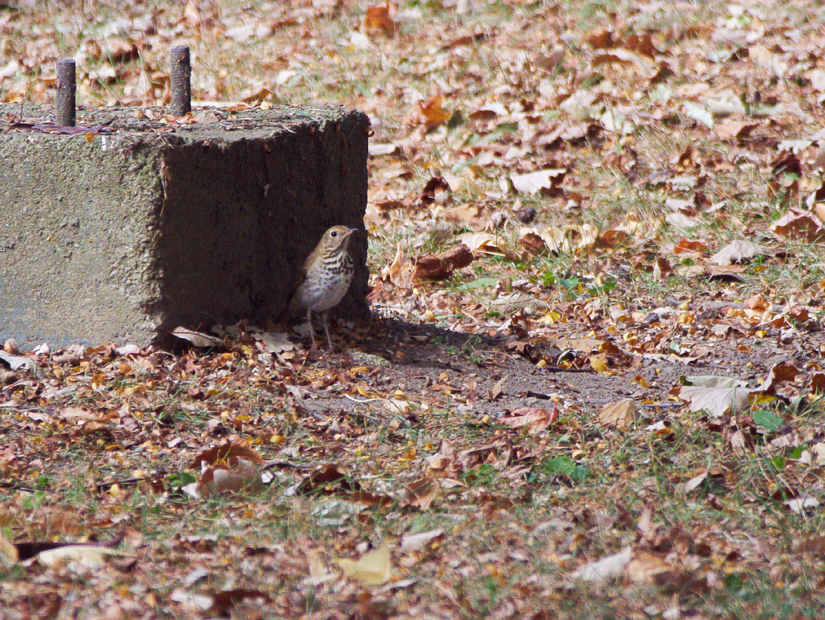 Hermit Thrush - ML643404709
