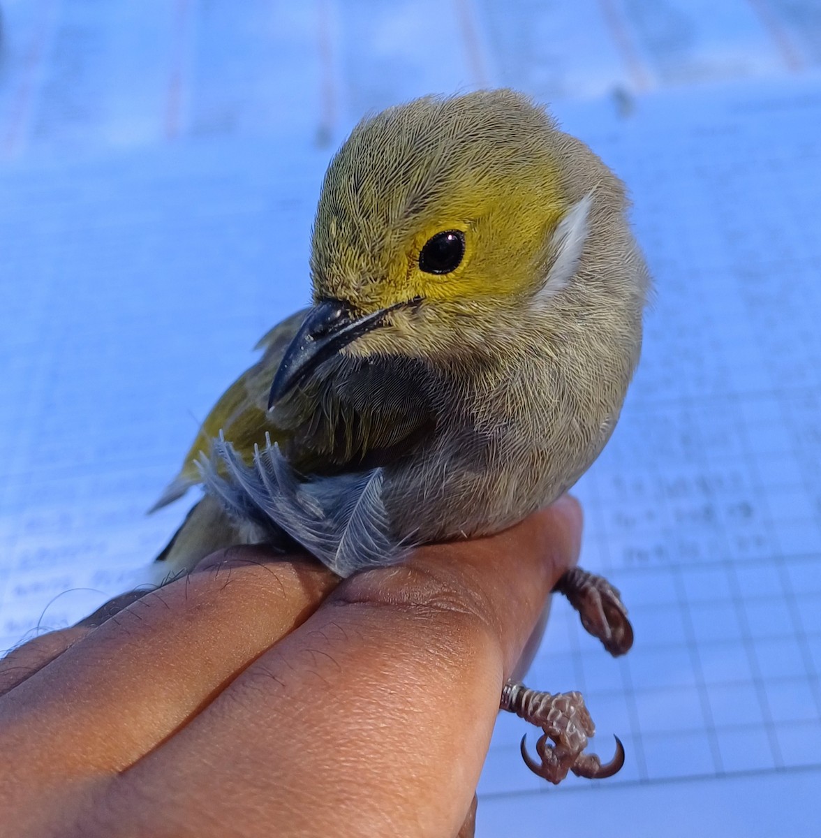 White-plumed Honeyeater - ML643404719