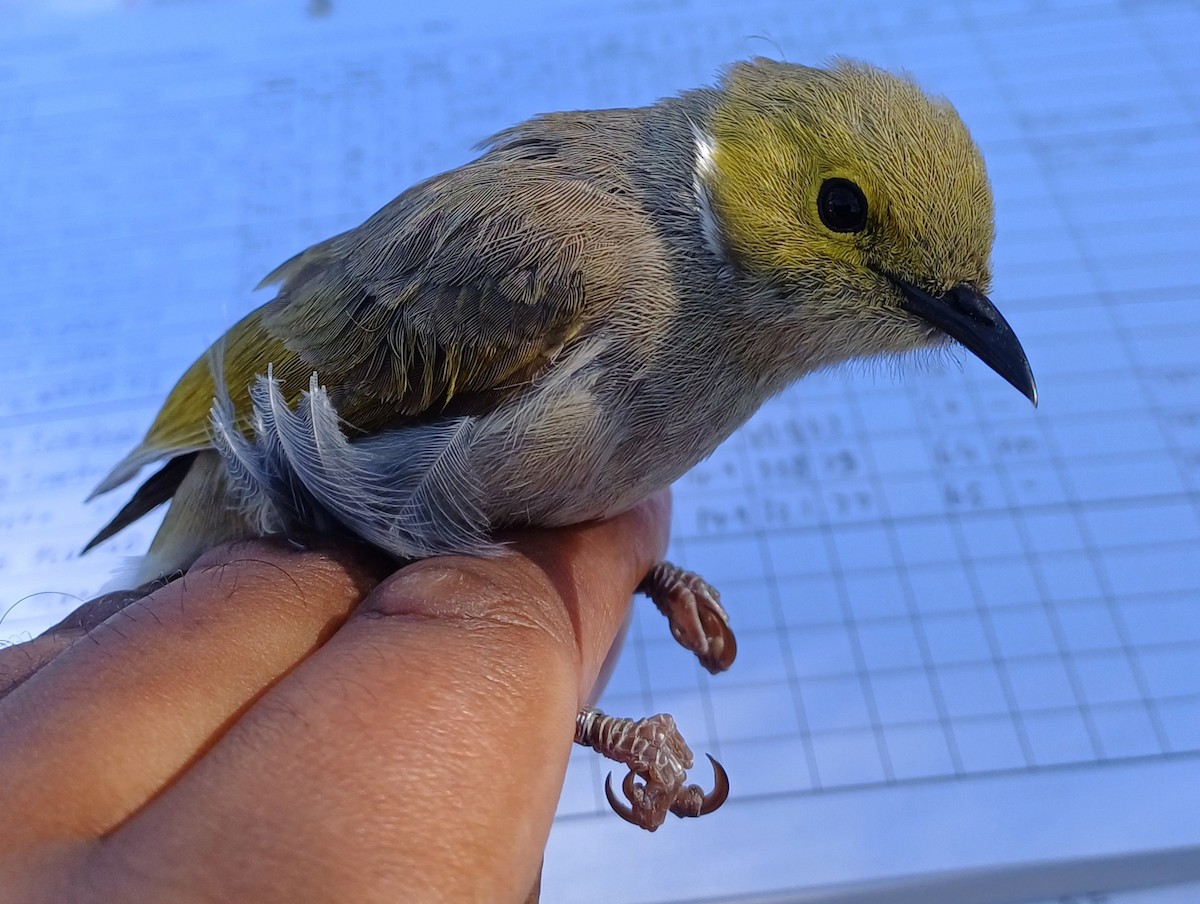 White-plumed Honeyeater - ML643404720