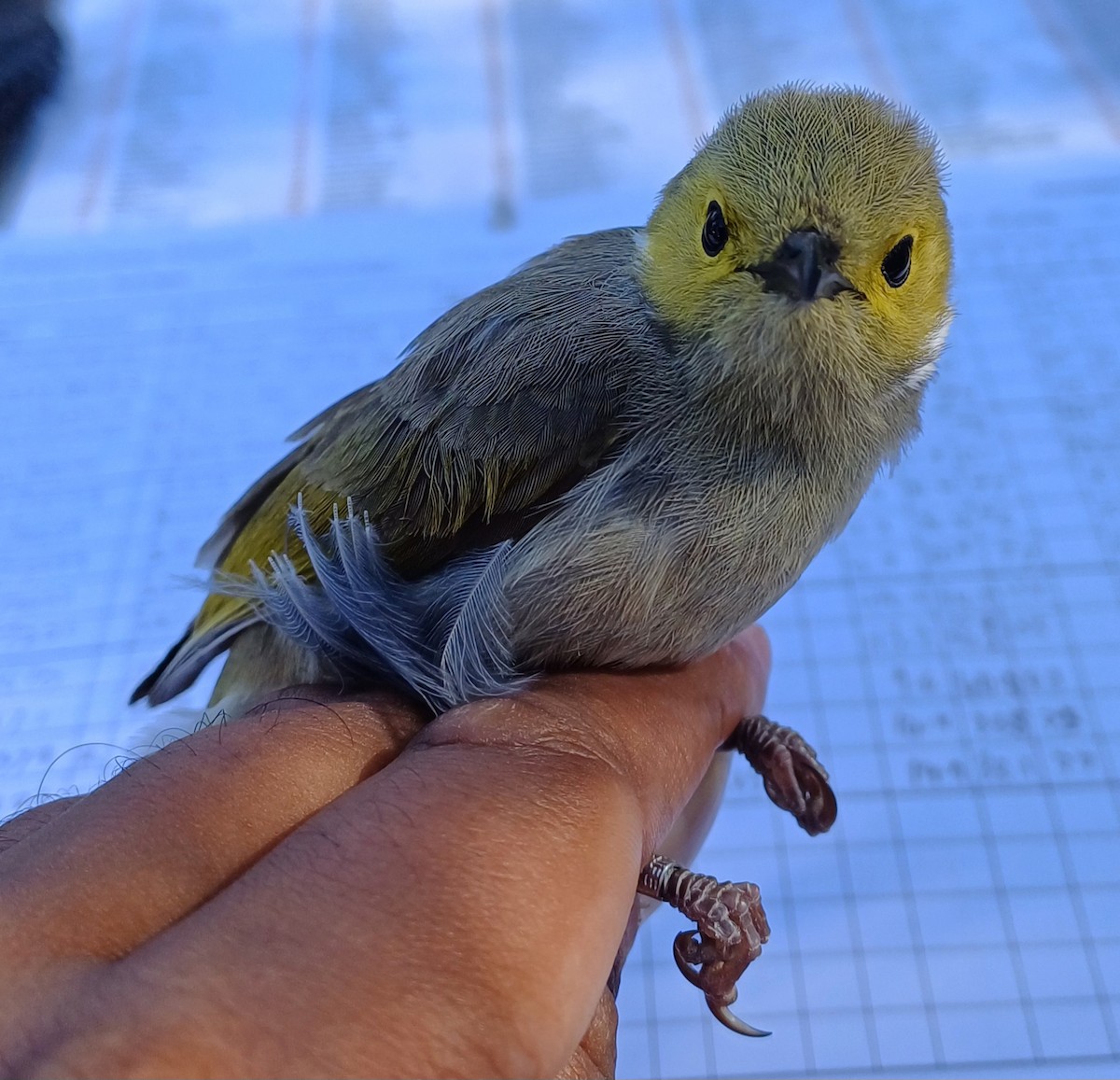 White-plumed Honeyeater - ML643404721