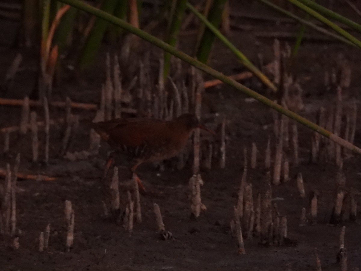 Virginia Rail - ML643404728