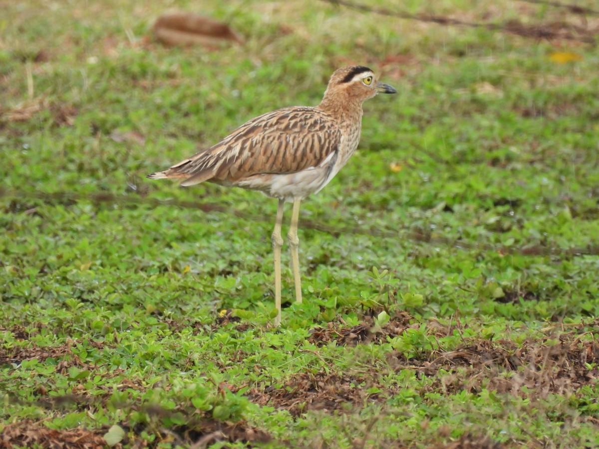 Double-striped Thick-knee - ML643404729