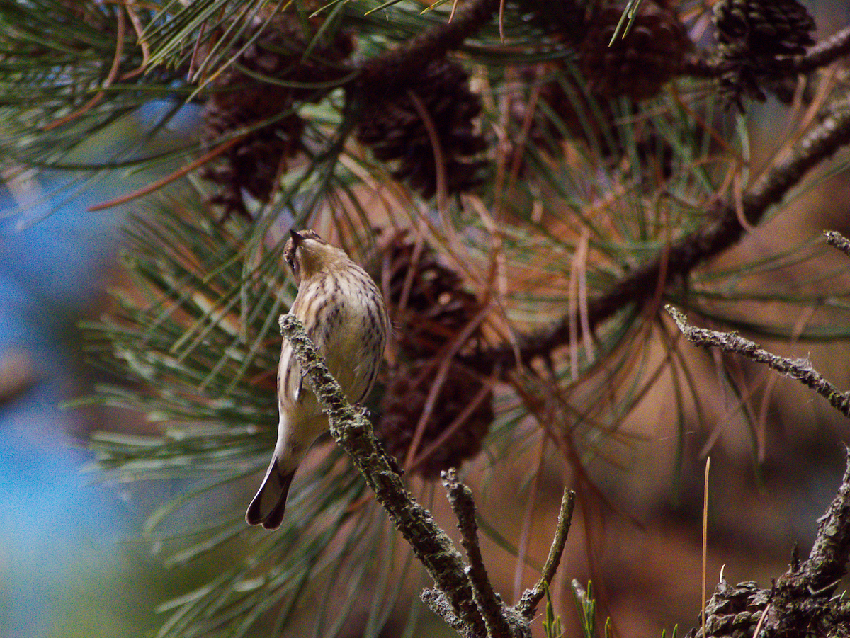 Yellow-rumped Warbler - ML643404730