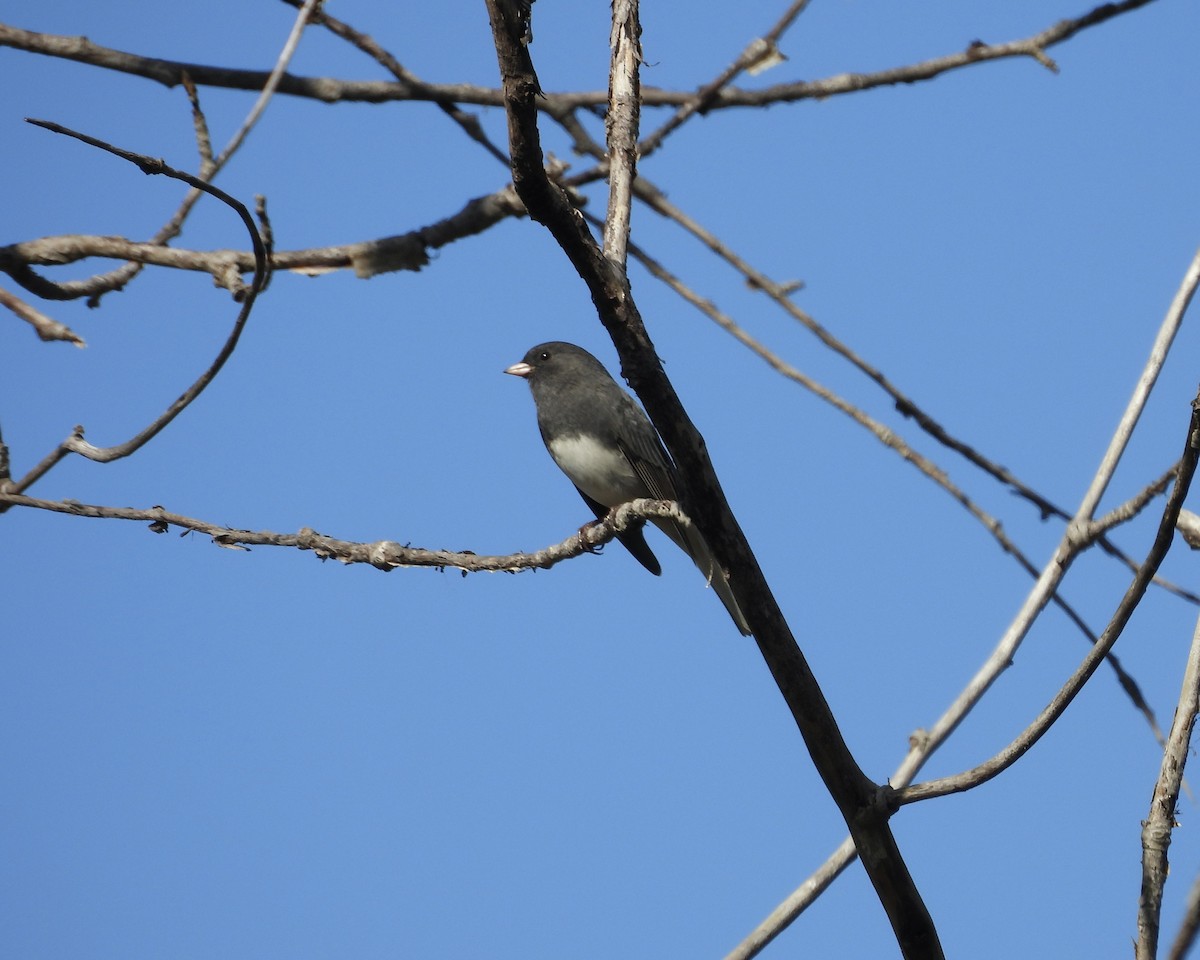 Dark-eyed Junco - ML643404733