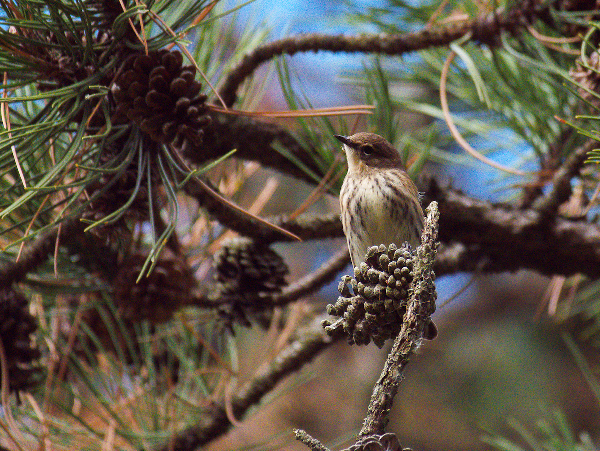 Yellow-rumped Warbler - ML643404739