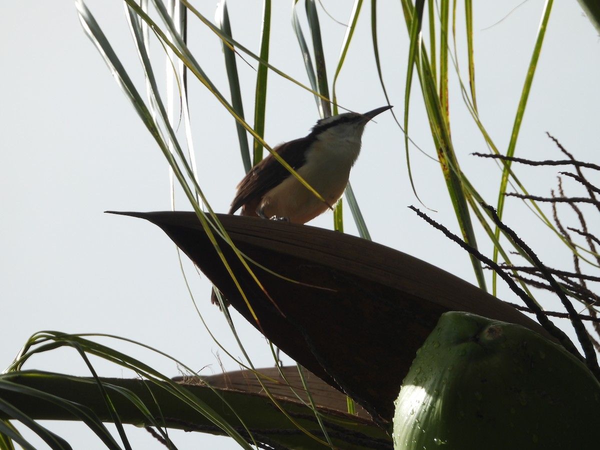 Bicolored Wren - ML643404750