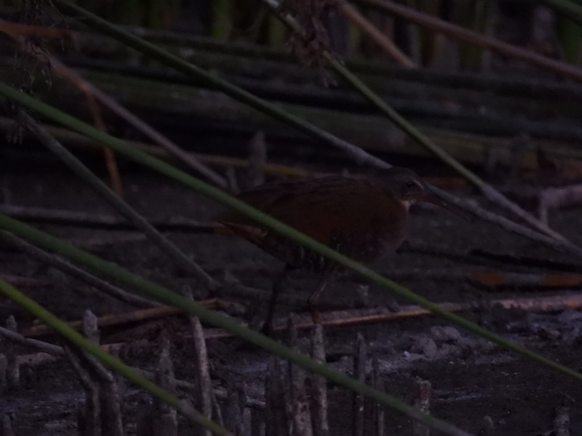 Virginia Rail - ML643404753