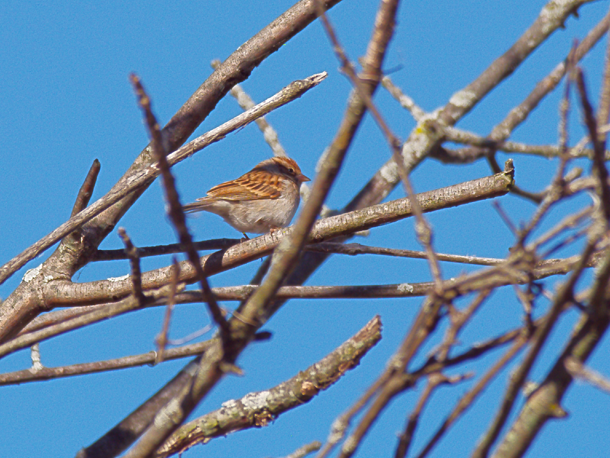 Chipping Sparrow - ML643404754