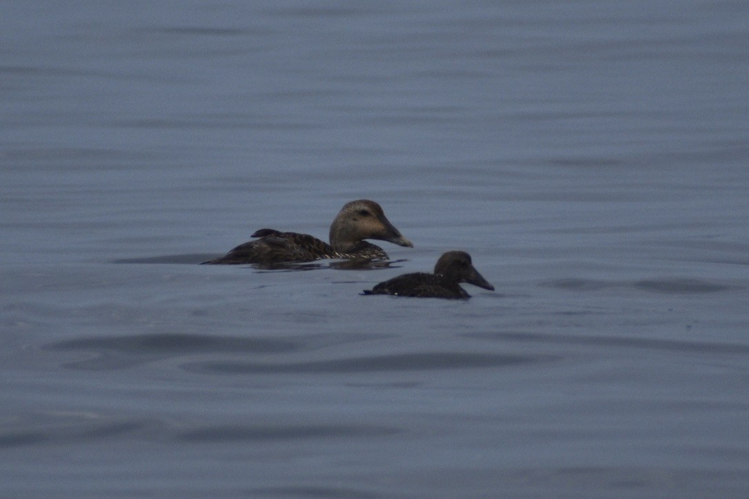 Common Eider (Dresser's) - ML643404786