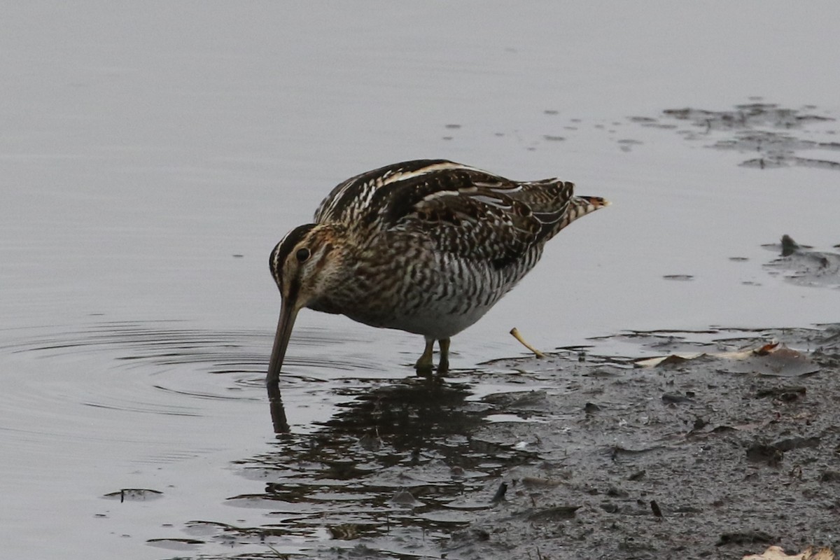 Wilson's Snipe - ML643404790