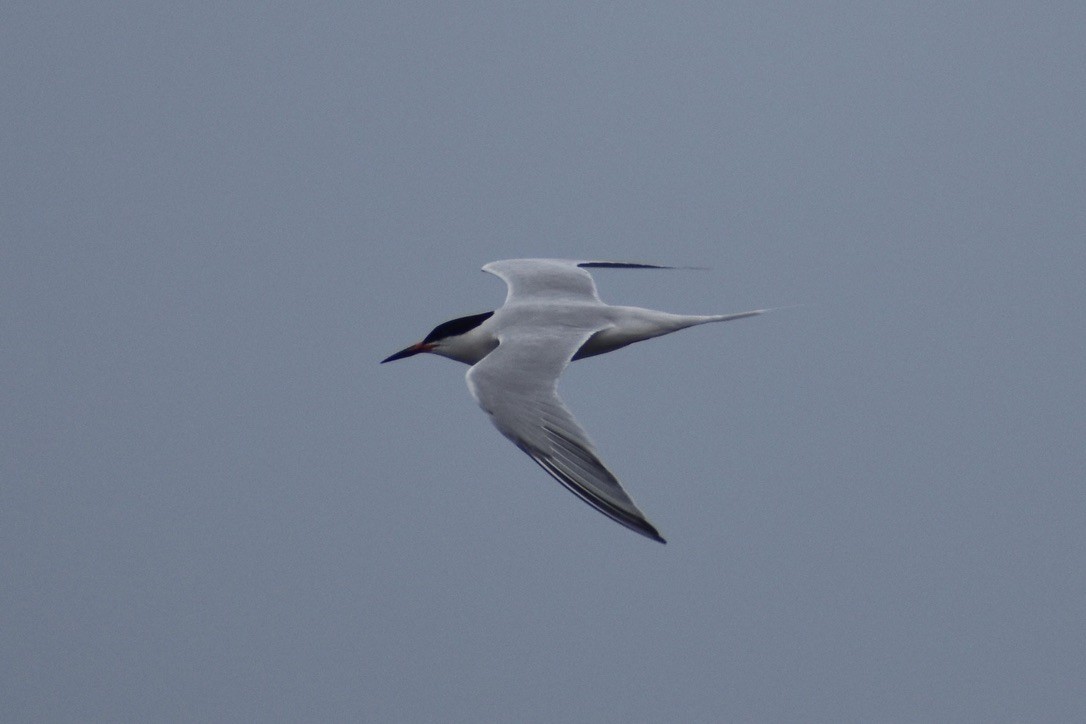 Roseate Tern - ML643404796